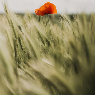 Basiscursus eutonie – de eerste stappen naar meer veerkracht en vreugde in je leven door je veilig en weldadig te verbinden met je lichaam Basiscursus eutonie – de eerste stappen naar meer veerkracht en vreugde in je leven door je veilig en weldadig te verbinden met je lichaam